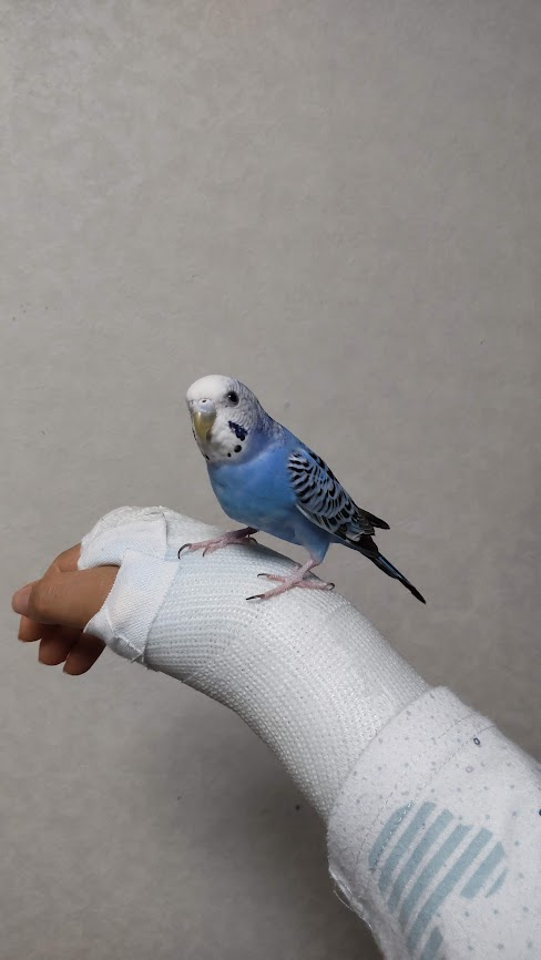 hitsujido's tweet photo. あれれ？　飼い主の手　なんか匂うぞ。
このギプス固定ってやつ、なんか臭いぞ！
#セキセイインコ ＃骨折女子　＃ギプスは臭い https://t.co/kHhYt1Ylgd