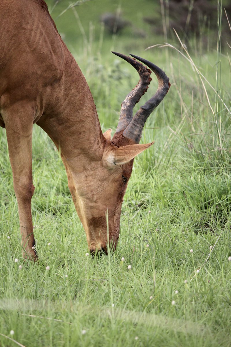 bentique3's tweet photo. The Jackson’s Hartebeest
Photo taken while on a game-drive in Murchison Falls National Park.
#29DaysofUGBeauty #Travelwithme #ExploreUganda https://t.co/jS803dixGz