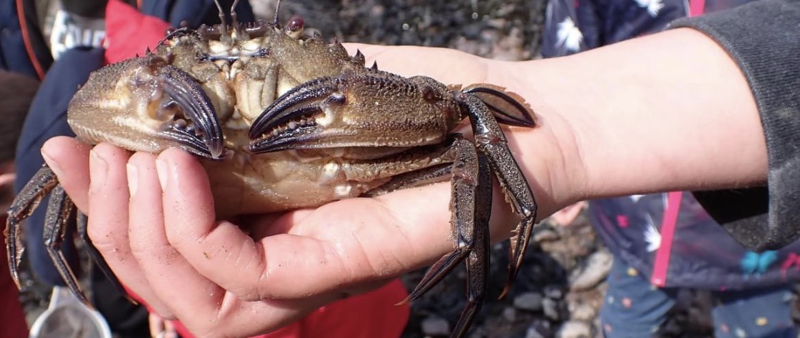 MsMountstevens's tweet photo. Fantastic day out rock-pooling with Darwin Science in Gelliswick Bay. The children were so brave. 🦀🐚🐠 https://t.co/d3q9BhL1UK