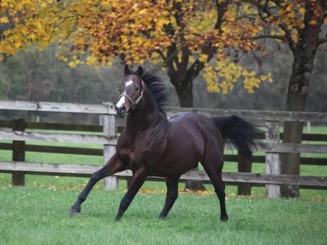 HORSERACING1002's tweet photo. SUNDAY BREAK 🇯🇵 1999
(FORTY NINER - CATEQUIL BY STORM CAT) #SundayBreak
B/ North Hills (Jap) Apr 19, 1999
O/ Koji Maeda
T/ Neil Dreysdale
13-4-1-4--$451,220
Peter Pan S G2
3rd Belmont S G1, Wood Memorial S G1, Arcadia H G2
Stood at Gainesway, Walmac 🇺🇸and France🇫🇷, https://t.co/Sym3IHOP7J