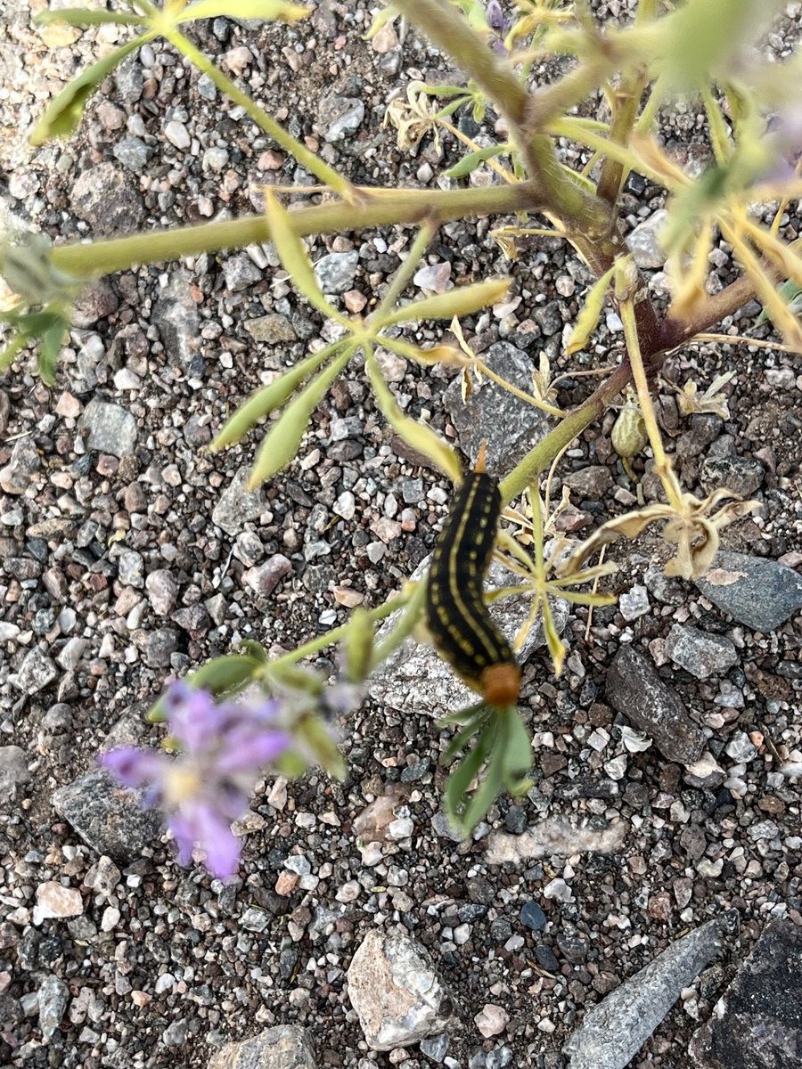 _deynuhhh's tweet photo. 🥹 can anyone help ID this  #WhatBugIsThis

I vaguely remember an @Ologies episode saying twitter was good for this! https://t.co/R0ErAfKB7h