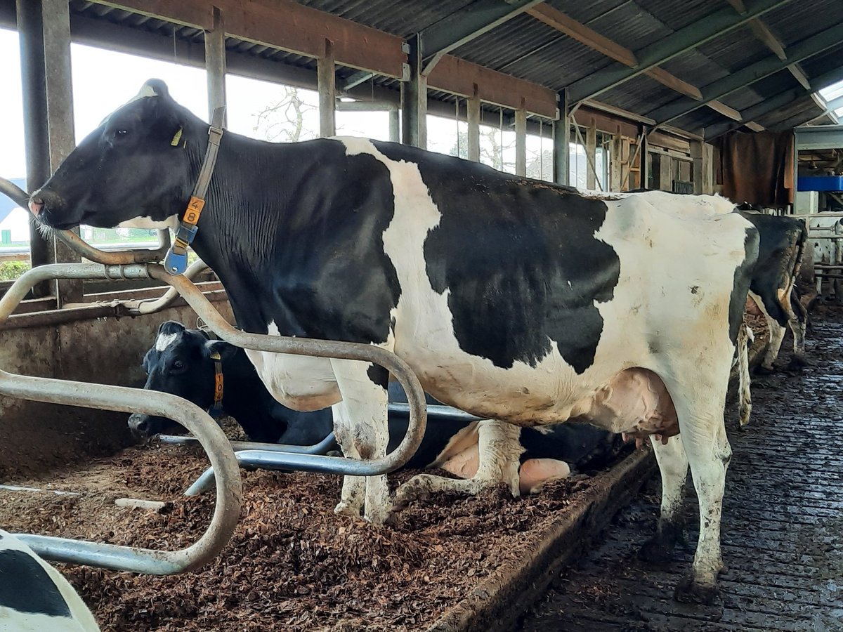 Onze Petra. Topper van de stal. Mooie sterke koe.
#proudtobeafarmer