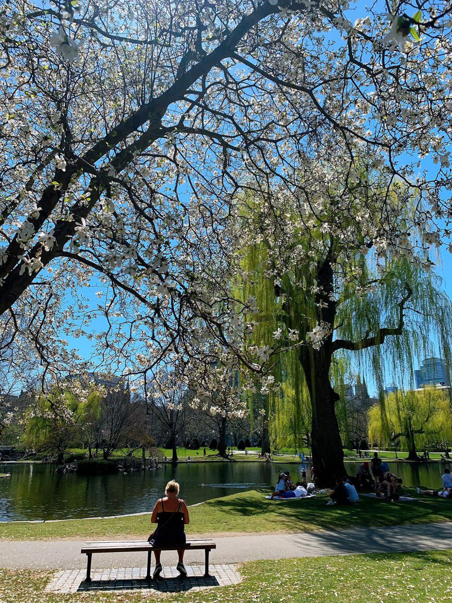 Cathy_777's tweet photo. This is the most beautiful moment in Boston Park https://t.co/DiBEahJTzT