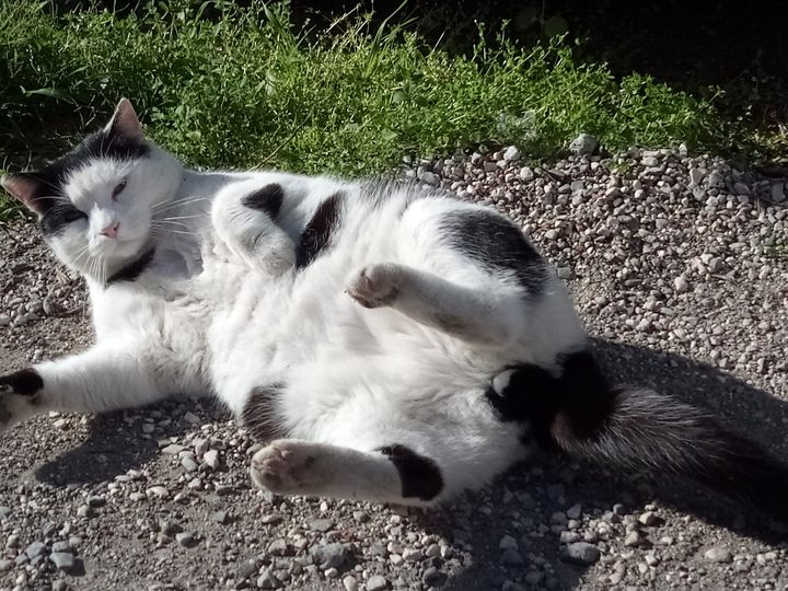 orbetellove's tweet photo. Street Cats by@orbetellove https://t.co/CvURi8Hd9l…………………………      
#straycats #randagi #gattirandagi #cats #chats #errants #gatos #gatti #catoftheday #CatsOfTwitter https://t.co/TbqupguOSt
