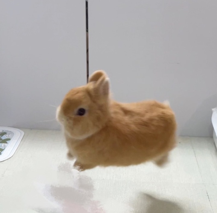 ccrweye's tweet photo. Bunny Kaveh is supreme.

#Genshinlmpact #Kaveh #Genshin https://t.co/2jnkkg9TVj