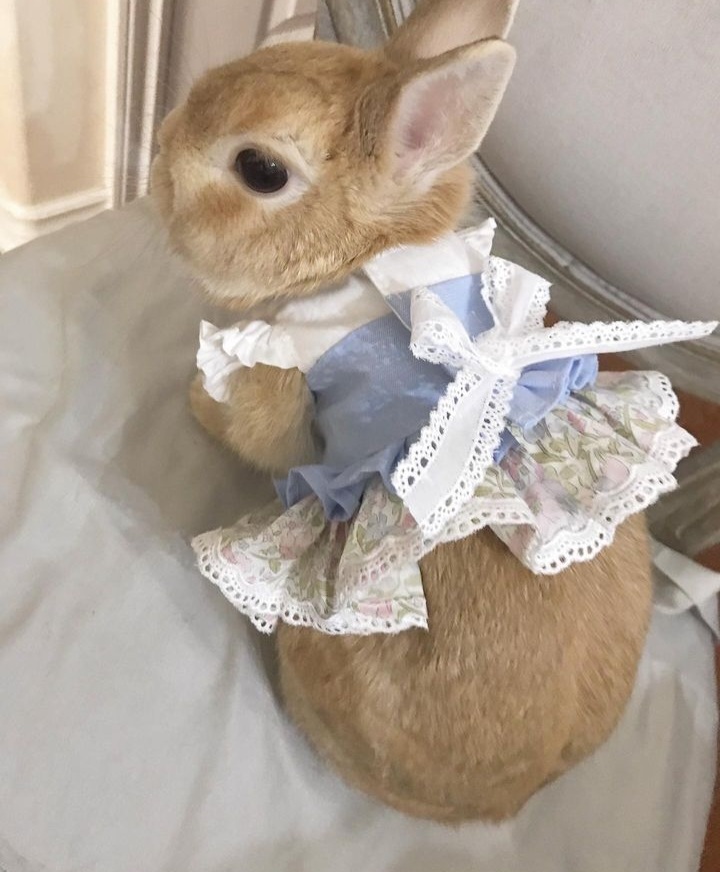 ccrweye's tweet photo. Bunny Kaveh is supreme.

#Genshinlmpact #Kaveh #Genshin https://t.co/2jnkkg9TVj