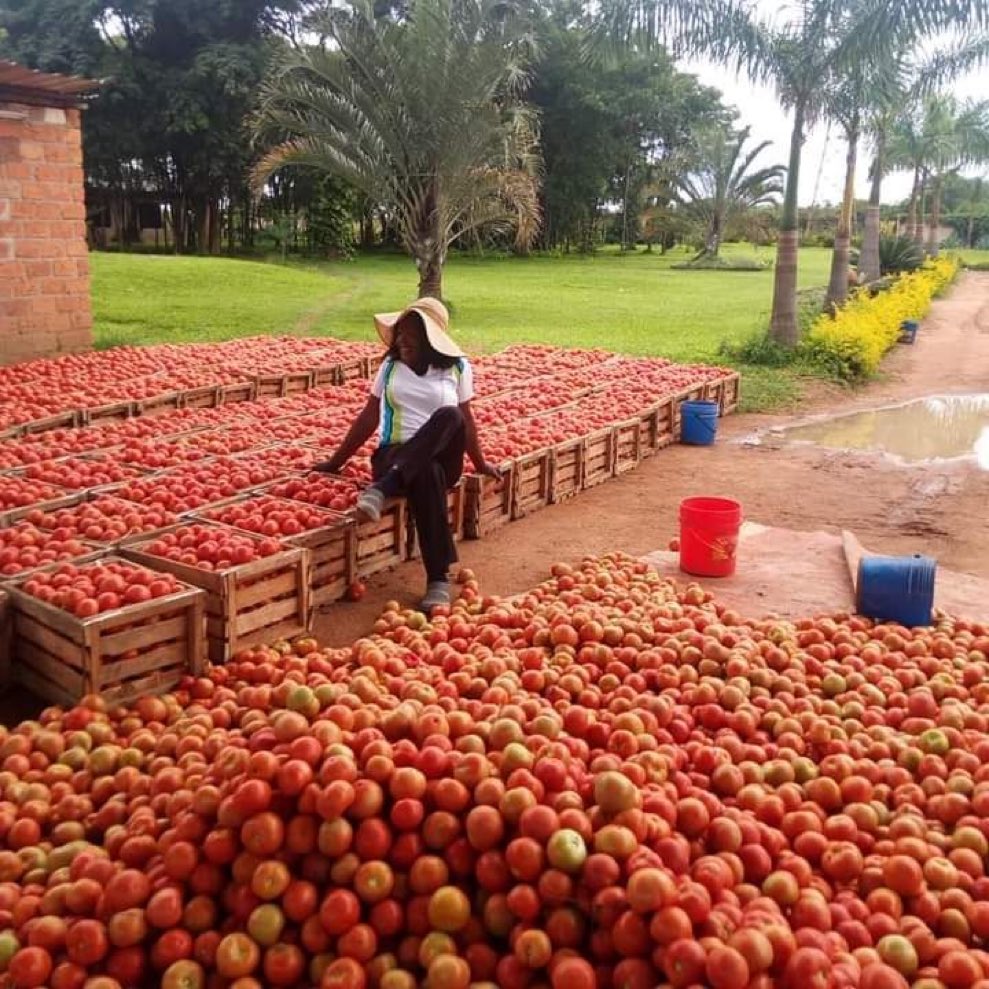 jcniyomugabo's tweet photo. Do you Agree or Disagree?

"African Youths should seek Knowledge(Agriculture) and go back to their various locale/acquire farmlands and start focusing on farming -- creating their own jobs and income rather than waiting for employment." https://t.co/bPh0kRFk9P