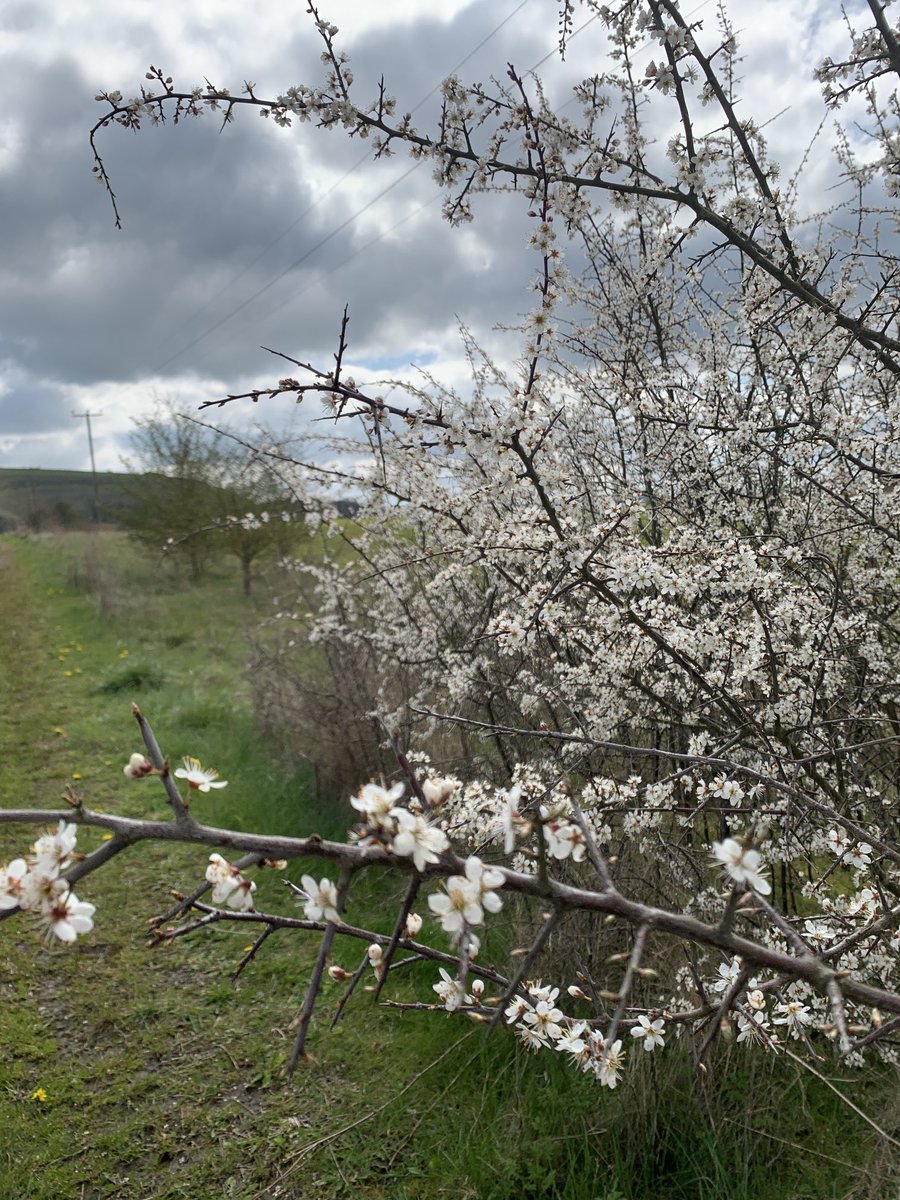 waynedeleeuw's tweet image. #ILoveSpring #Blossom #EarlyDogWalk #DawnChorus