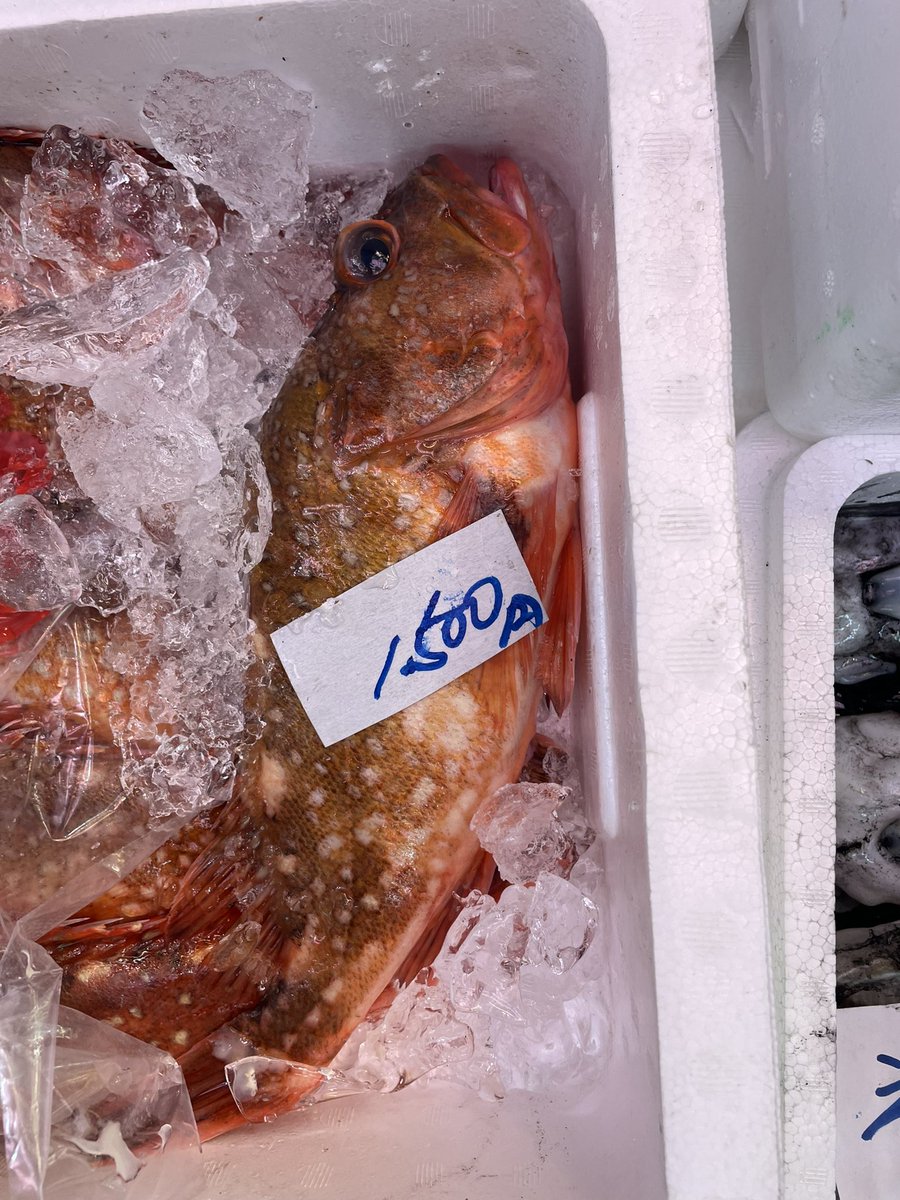 maru_fishing's tweet photo. ウッカリカサゴさん1500円するの！ https://t.co/gUP6dA8UYC