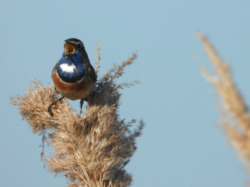 MaaikeWermer's tweet photo. 'Rise and shine' lijkt deze #blauwborst luidkeels te zingen. Vorige week in de #groenejonker in de vroege ochtend. https://t.co/8Bmg4Z5hV6