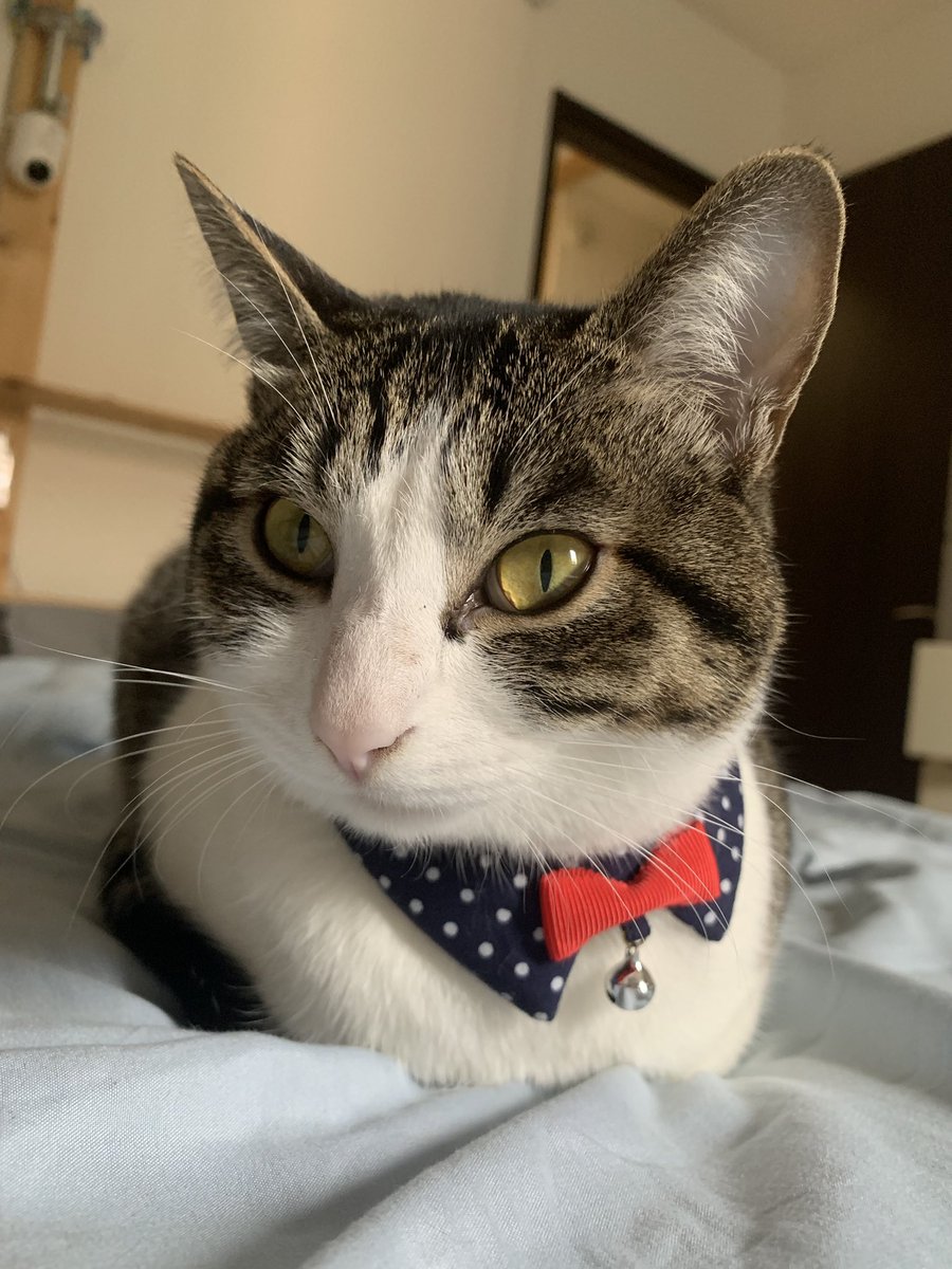 mofu_kaedemaru's tweet photo. 得意な事は、おててないないです！
きりっ✨

#猫 #猫好き #猫のいる暮らし #猫のいる幸せ #猫好き #キジシロ #cat #猫好きさんと繋がりたい ＃動���写真 https://t.co/zjgzmr0DNP