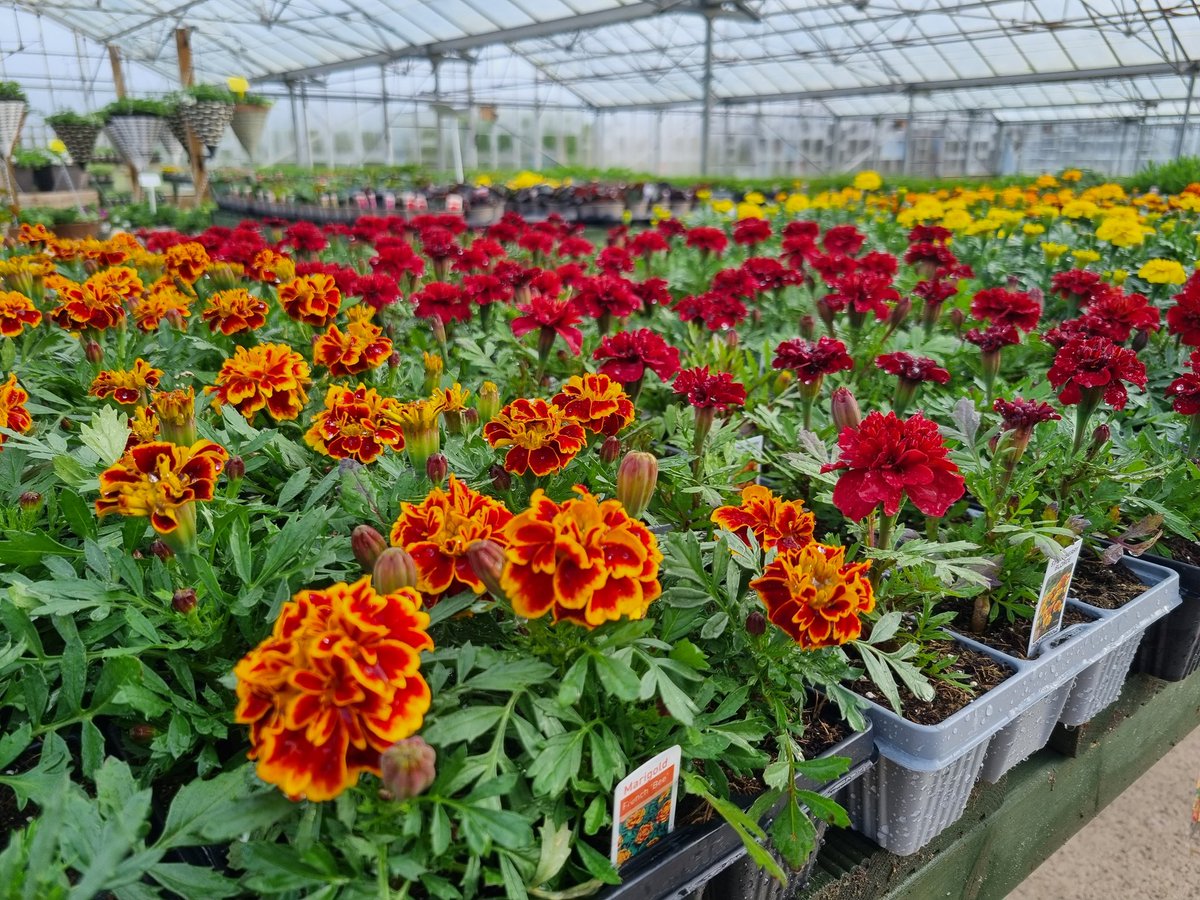 ChansonFlowers's tweet photo. The shop is OPEN all weekend 🌷

Saturday 9am-4pm 
Sunday 10am-4pm 

Massive selection of bedding &amp; basket plants plus much more! 

Chanson Flowers 
Nut Lane
Wrangle
Boston 
Pe22 9JF 🌼

#beddingplants #Flowers #lincsconnect #basketplants #Garden #supportlocal https://t.co/J0gI9ZqkL2