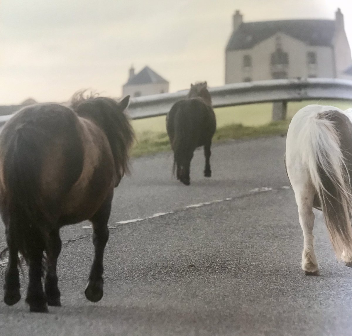 shetlandbook's tweet photo. #Shetland 💙 #ponyhour #nativepony https://t.co/USpqVqThic