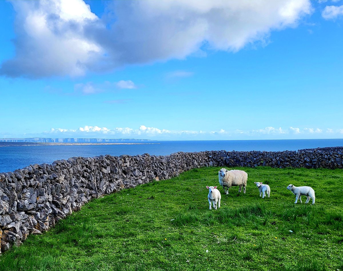 A sheep with her three small lambs in an enclosure with a view - as the evening light catches the rock faces of the Cliffs of Moher across the water. Aran islands, County Galway, Ireland.

#aranislands #lambs #cliffsofmoher #Ireland