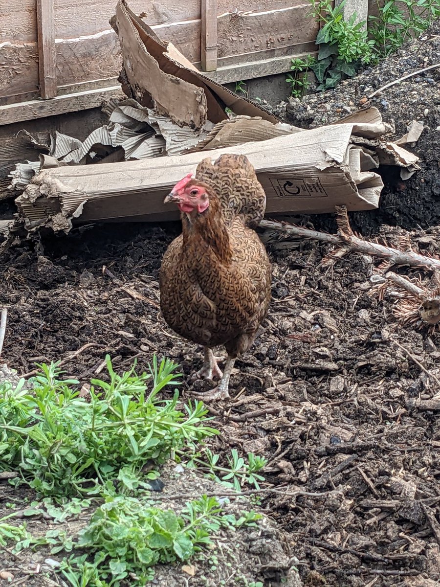 Doing very serious garden clearance and compost turning work