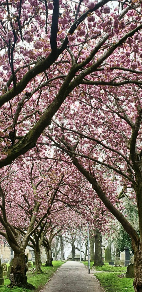 snapperchatta's tweet photo. Hello from West Yorkshire. Pink canopy. (May need a click.) #CherryBlossom #OldGraveyard #Yorkshire https://t.co/5BEm26o2dy