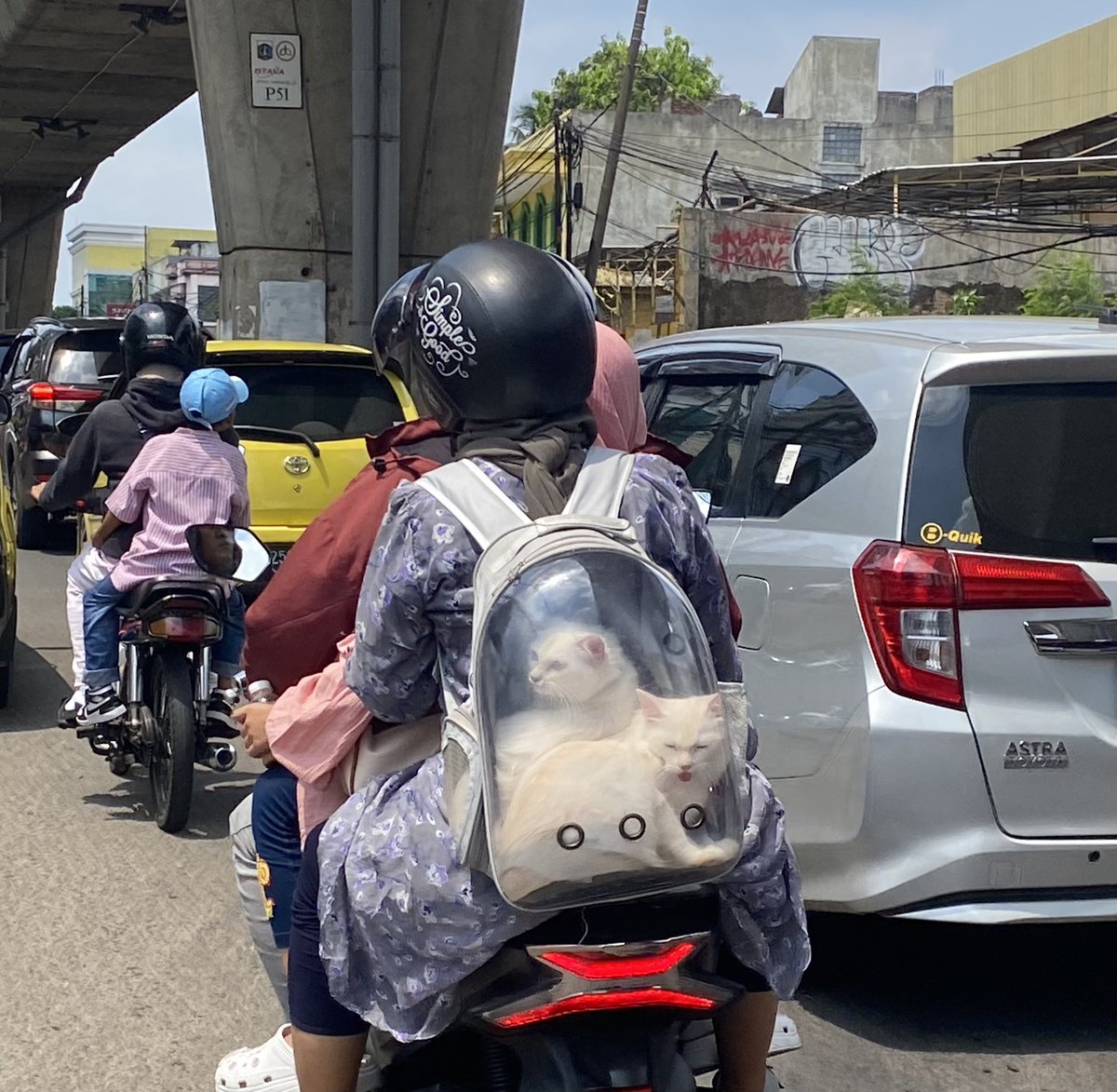 kochengfs's tweet photo. 🐈 be wise pls, jgn maksain bawa kucing ikut kalian lebaran. pet hotel gak semahal biaya vet kalo kucing kalian sekarat. pakai ransel transparan begini tetep tutupi kain juga. 

btw gbs tegur langsung krn aku pejalan kaki, ini fotonya dizoom. https://t.co/o6C84E8YU6