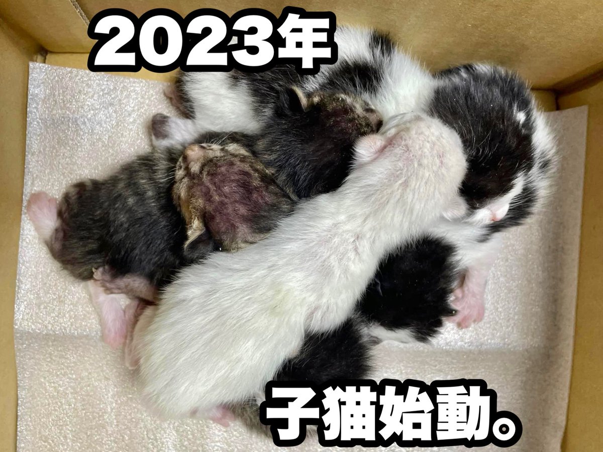 niconyanko2017's tweet photo. .

今期最初の子猫たち6匹が保護されて来ました。

今年もまた子猫達が沢山やって来ます。
育てるのは大変ですがみんな元気に育って
里親さんの元へと届けられます様に。

日頃からのご支援ご協力に感謝申し上げると共に
今後も変わらずお力添え頂けますと幸いです🙇‍♀️

#保護猫 #保護猫シェルター #子猫 https://t.co/qeK3FNFCCD