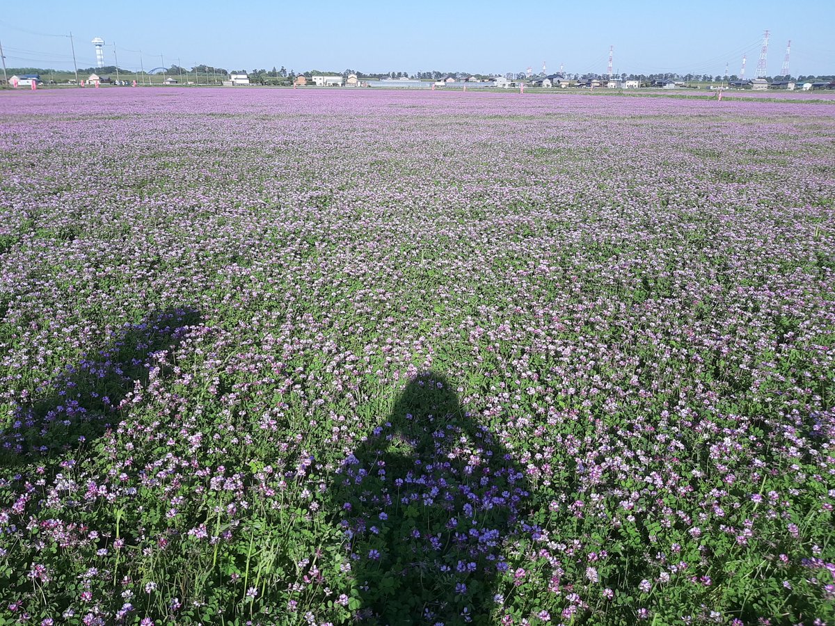 れんげ畑 cms-contents-eyec-m.jpg