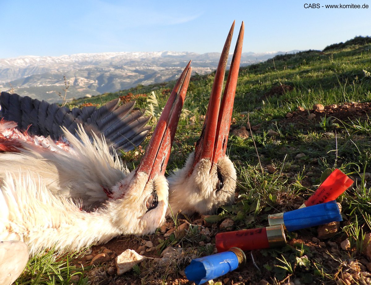 CABS_REPORTS's tweet photo. ⚠️ Stork massacres in #Lebanon. 

This spring marked the first time CABS teams have documented the true scale of these atrocities first-hand, often under dangerous circumstances – and what we have observed has sickened us to our core. 

Read here 👉 https://t.co/mtW4GXo5Xb https://t.co/4T0uDniN4r