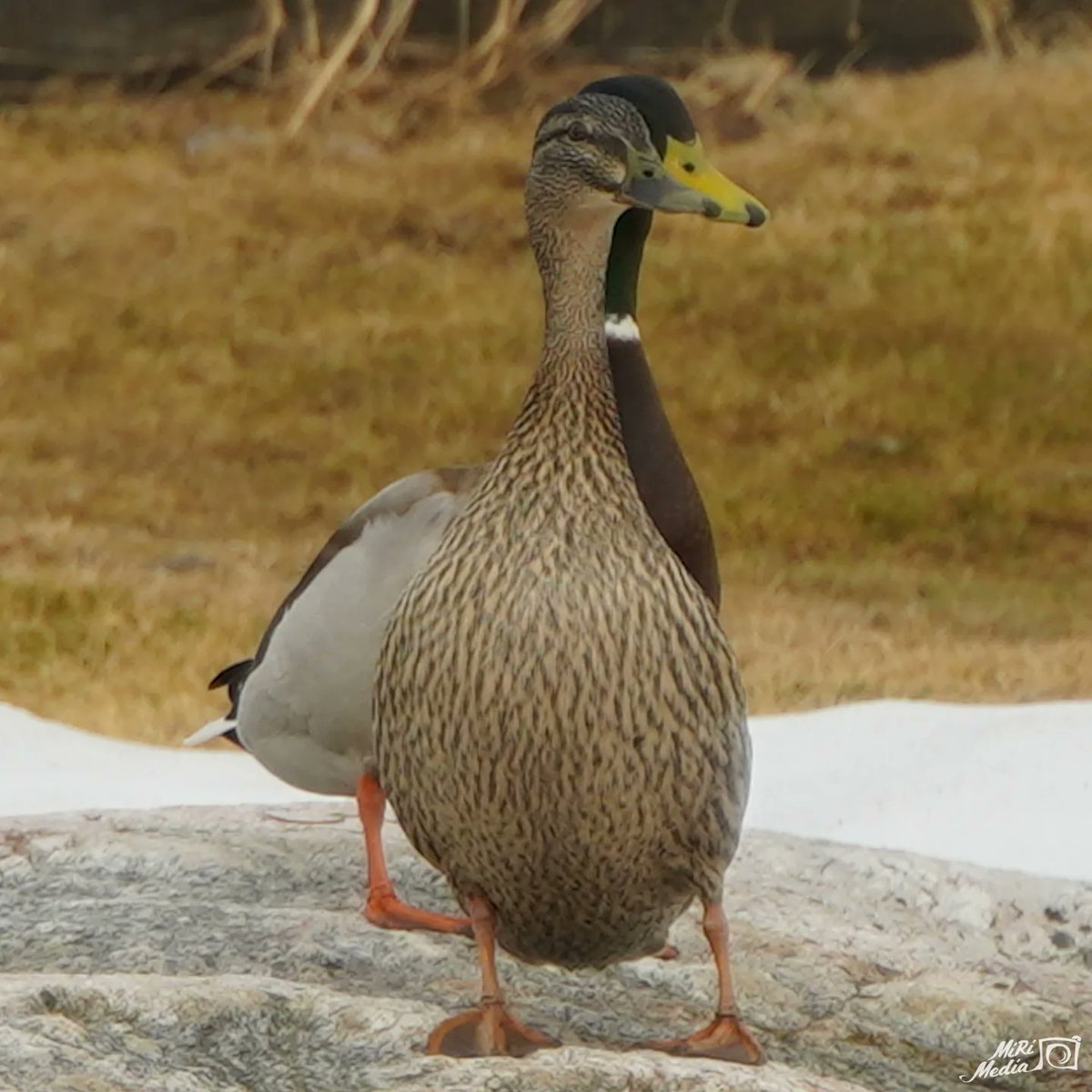 My backyard yesterday morning 🙂🦆

#MiRiMedia #sonyphotography #backyard #finnishmoments #thebestoffinland #discoverfinland #discoveringfinland #thisisfinland #naturephotography #nature #suomenluonto #duck #mallard #wildduck