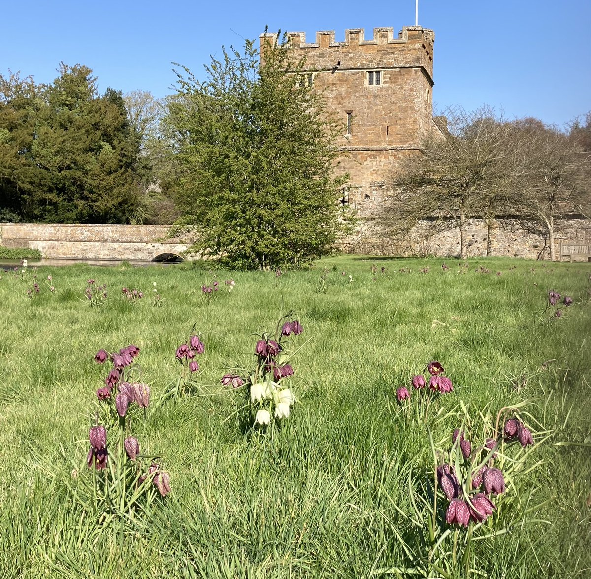 The fritillaries on the west lawn are  worth a look when you visit. 
The gardens are open from 11.30am on Sundays.