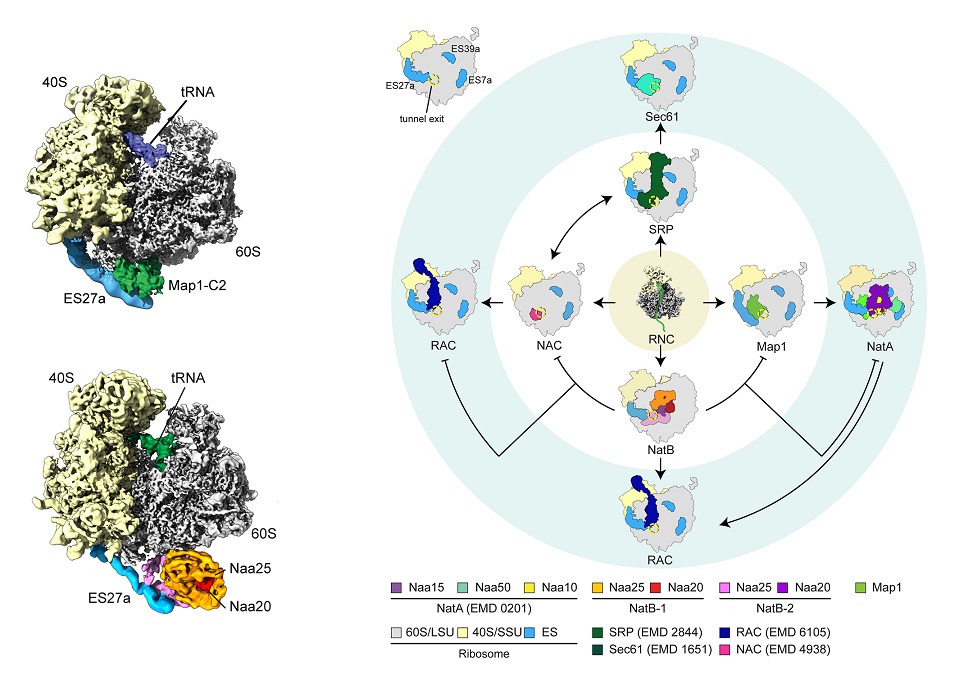 PLOSBiology's tweet image. #CryoEM of yeast methionine aminopeptidase &amp;amp; N-acetyltransferase B in complex with #ribosomes reveals involvement of rRNA expansion segment ES27a in orchestrating modifications of nascent polypeptide chains during translation @BeckmannLab #PLOSBiology plos.io/3n0S1an