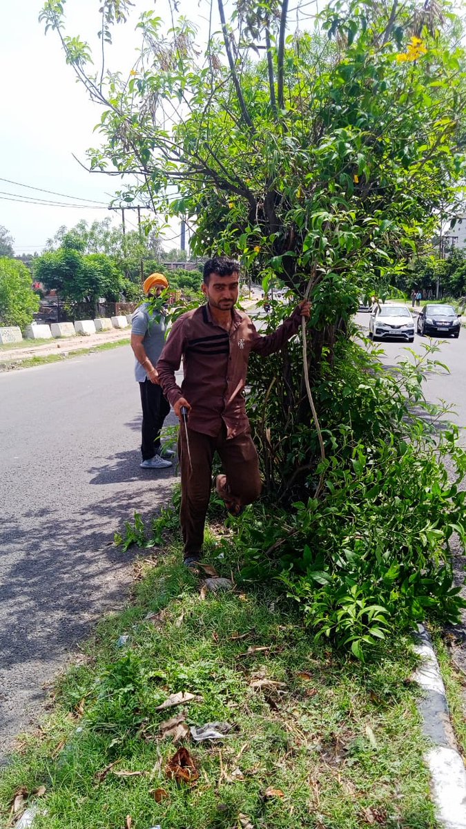 Maintaining and beautifying the parks#pruning/ loping of tress# JMC Team on job on holidays also # need  community support to keep our green spaces clean n attractive <a href="/jmcjammu/">Jammu Municipal Corporation</a>