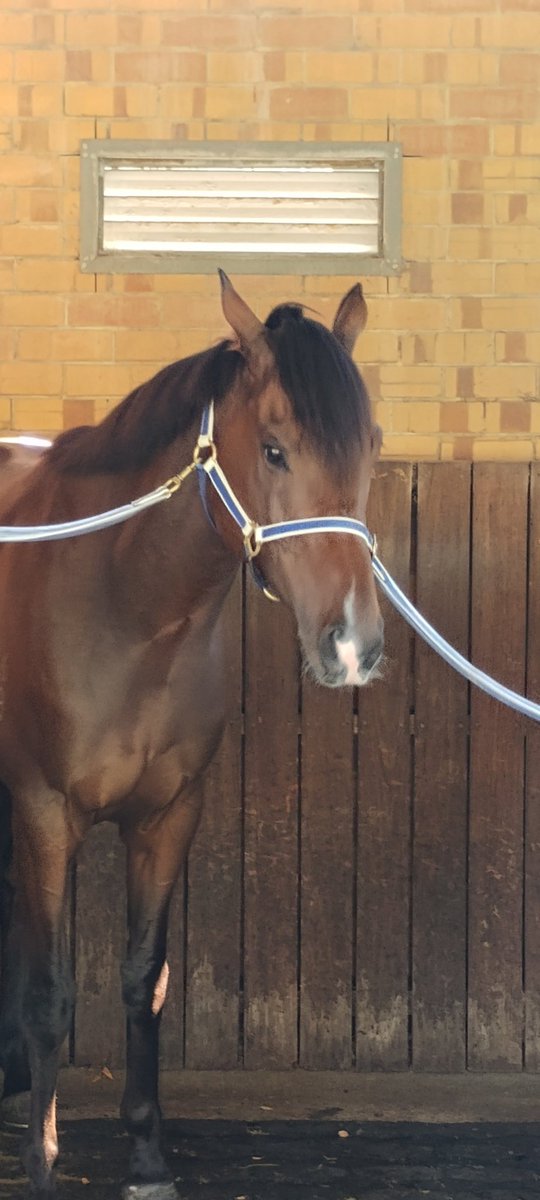 ChelseaFCOwner's tweet image. Our star #MyKhalifa won his 1st Stakes race today against "much better" horses... absolutely brained them

Percy 

@racing 
City of Adelaide Stakes Listed Race
#RacingSA

#Racehorses  #winning 
#MorphettvilleParks #EquineScience
