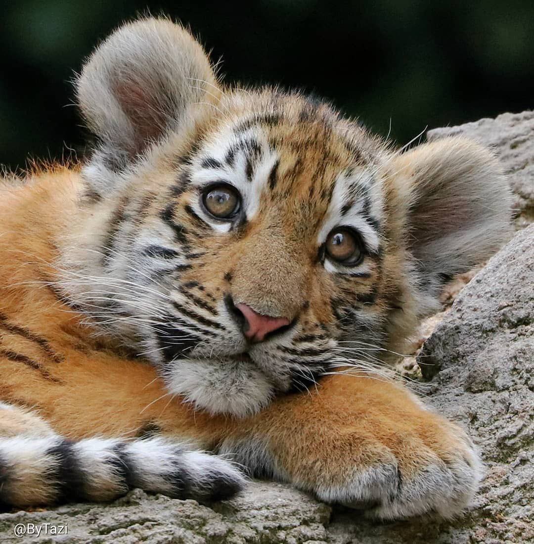ChineloHester6's tweet photo. @100xAltcoinGems BSC

Look at this tiger cub!  #babyBNBtiger gem.  12000+ holders, 20% burned, renounced, CMC, CG, @ivendPay payment, big partners. #NFT soon

Tg: https://t.co/qjhBcbnHPd

Chart: https://t.co/tvFTQzXpeV https://t.co/En5r3hitKt