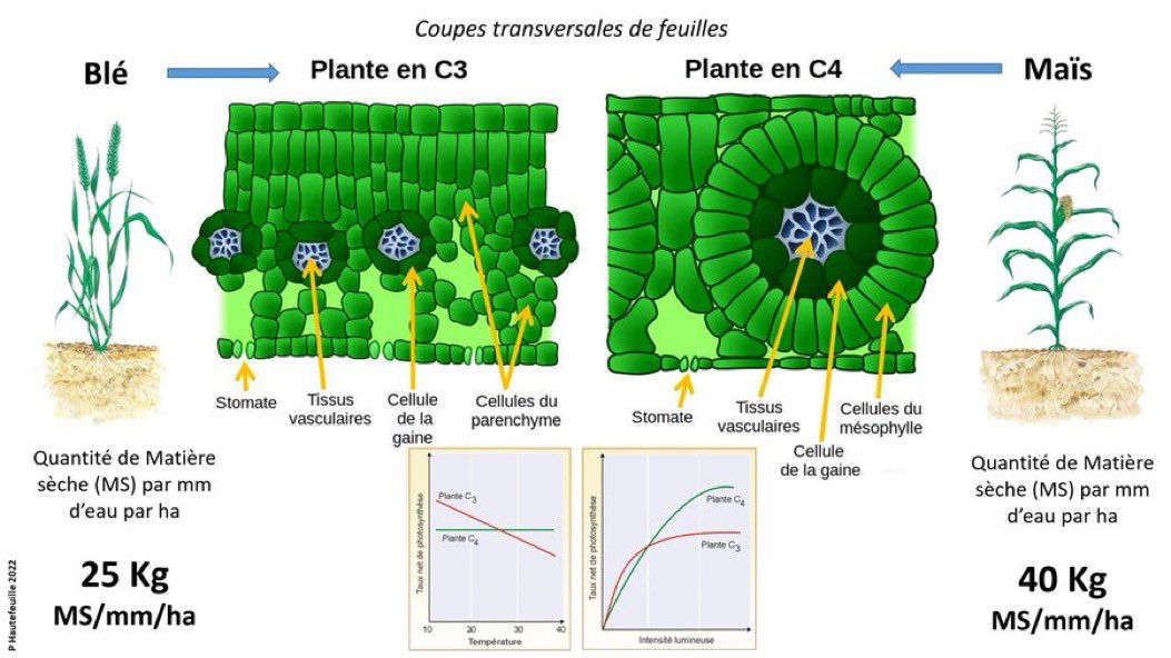 diagramme-des-plantes-c4-cm-4-physiologie-v-g-tale-cartes-quizlet