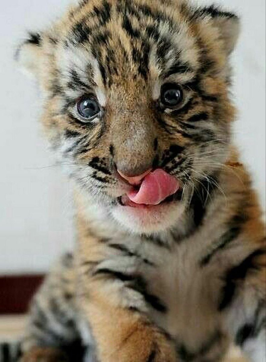 ChineloHester6's tweet photo. @rovercrc Look at this tiger cub!  #babyBNBtiger gem.  12000+ holders, 20% burned, renounced, CMC, CG, @ivendPay payment, big partners. #NFT soon

Tg: https://t.co/qjhBcbnHPd

Chart: https://t.co/tvFTQzXpeV https://t.co/46gNW6TiGe
