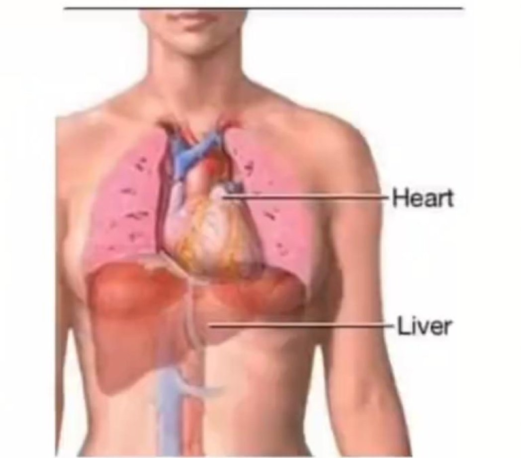 mjolo_memes's tweet photo. I don't know who needs to here this but just stick to alcohol. There is a reason why the liver is bigger than the heart. https://t.co/npTQI1olc8