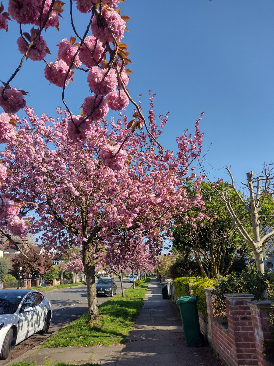 Cherry blossom. 2023. Photography. #cherryblossoms  #spring #photography  #natalianbobrova #SAKURA