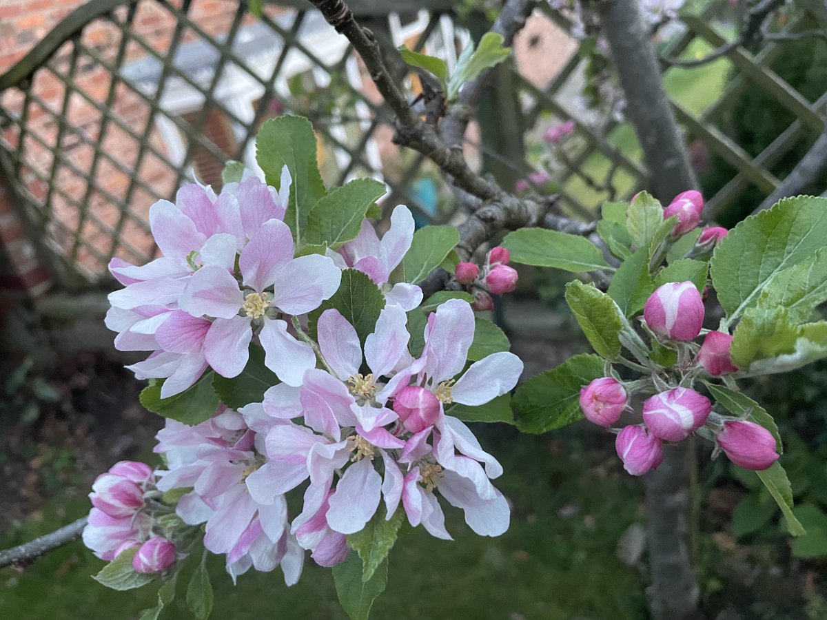 apurna_j's tweet photo. #appleflowers #babyblue #perfectmusic 🌹❤️relaxing colours this weekend from my garden.  #music 🌟✨https://t.co/oYFb0xQBfa https://t.co/MCXIAhbVlG