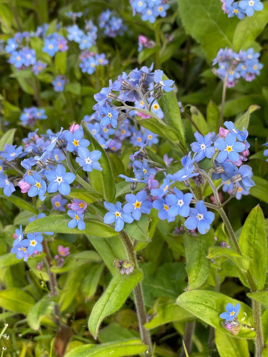 apurna_j's tweet photo. #appleflowers #babyblue #perfectmusic 🌹❤️relaxing colours this weekend from my garden.  #music 🌟✨https://t.co/oYFb0xQBfa https://t.co/MCXIAhbVlG