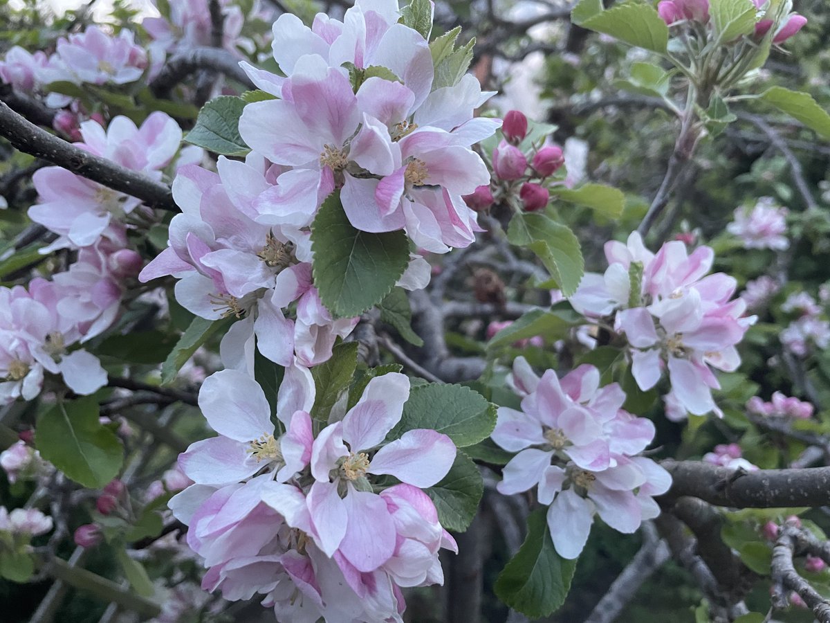 apurna_j's tweet photo. #appleflowers #babyblue #perfectmusic 🌹❤️relaxing colours this weekend from my garden.  #music 🌟✨https://t.co/oYFb0xQBfa https://t.co/MCXIAhbVlG