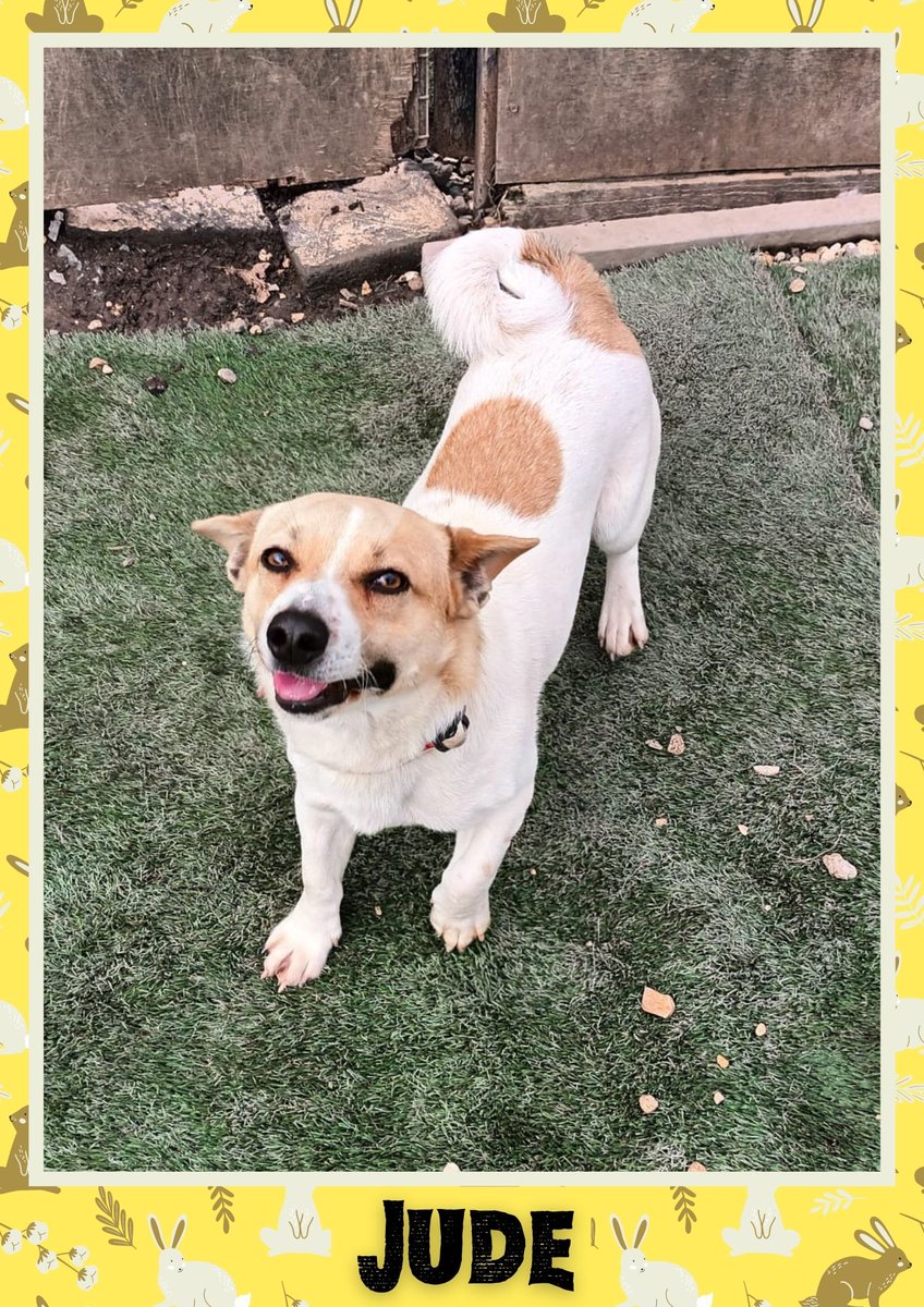 OakwoodRescue's tweet photo. Jude would like you to retweet him so the people who are searching for their perfect match might just find him 💚🙏 https://t.co/75eERcMX47 
#teamzay #dogsoftwitter #rescue #rehomehour #adoptdontshop #k9hour #rescuedog #adoptable #dog https://t.co/jg6cXT0VQN