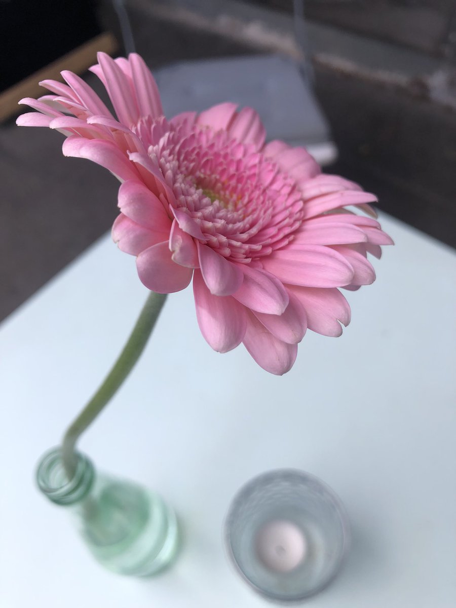 Tacitussi's tweet image. Guten Morgen … happy Weekend! Wenn alles passt, schaue ich mir heute Tár mit Kate Blanchett an.

Falls das Wetter dann auch noch hinhaut werde ich im Biergarten enden. Und bei euch so? Let it roll! 

#wekendvibes 
#flowerpower🌸 
#goodtobealive 
#saturdaymorning 
#gerberasflower