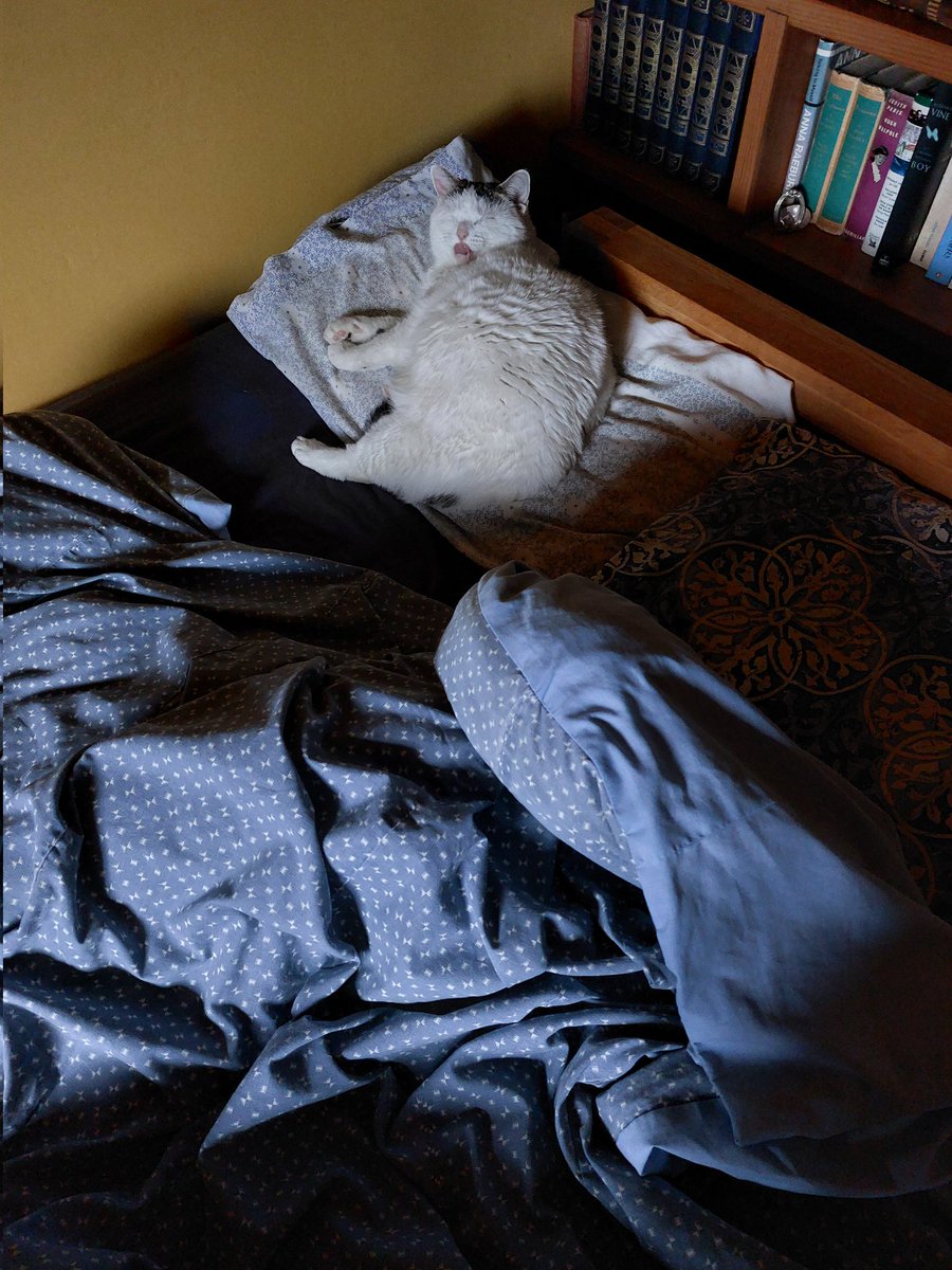 sarajanepotter's tweet image. Woken by snoring cat on t'other pillow, who then sticks her tongue out at me, tut. 
#howrude #CatsOfTwitter 
#Caturday
#SaturdayVibes