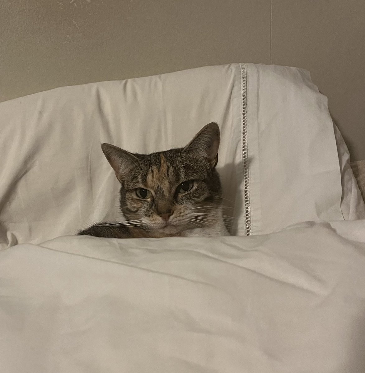 The cat has put herself to bed.