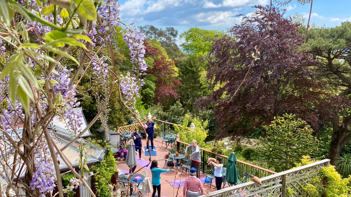 The wisteria is beginning to bloom again here at The Grange. Yesterday was such a warm day the seeds were exploding! Have you experienced this? The dangling pods dry out and keep twisting until they suddenly burst open and seeds go flying!