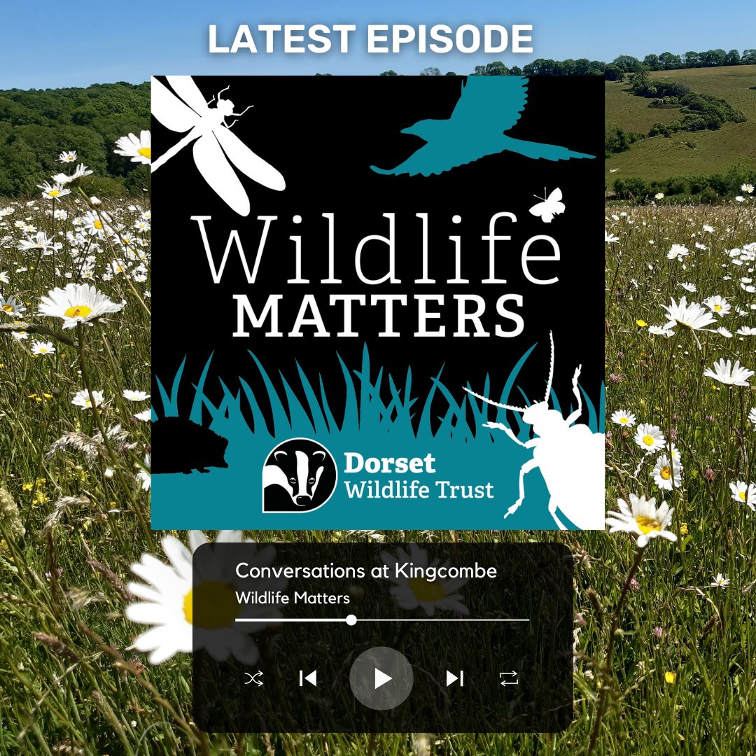 Have you heard?! 👂 
Dorset Wildlife Trust have launched a new #podcast channel, Wildlife Matters. Join us as we hear from Daisy Meadowcroft and Jim White as they chat about the history of the Kingcombe National Nature Reserve in episode one 👉 bit.ly/40t9who ~ Jack