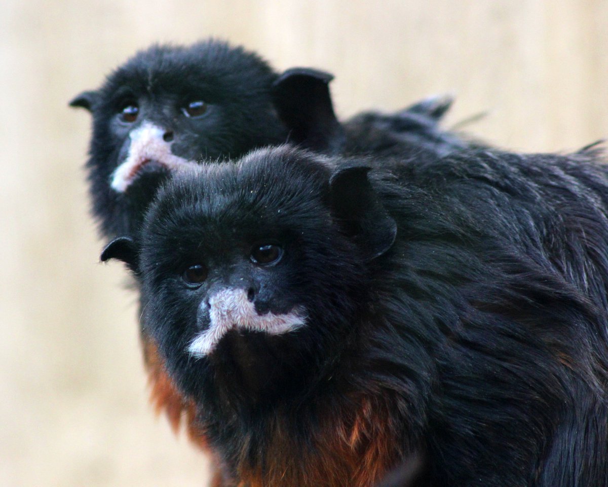 👀 It's the weekend!

Who's paying us a visit? 👋

👉 Book your tickets at hemsleyconservationcentre.com/opening-times-…