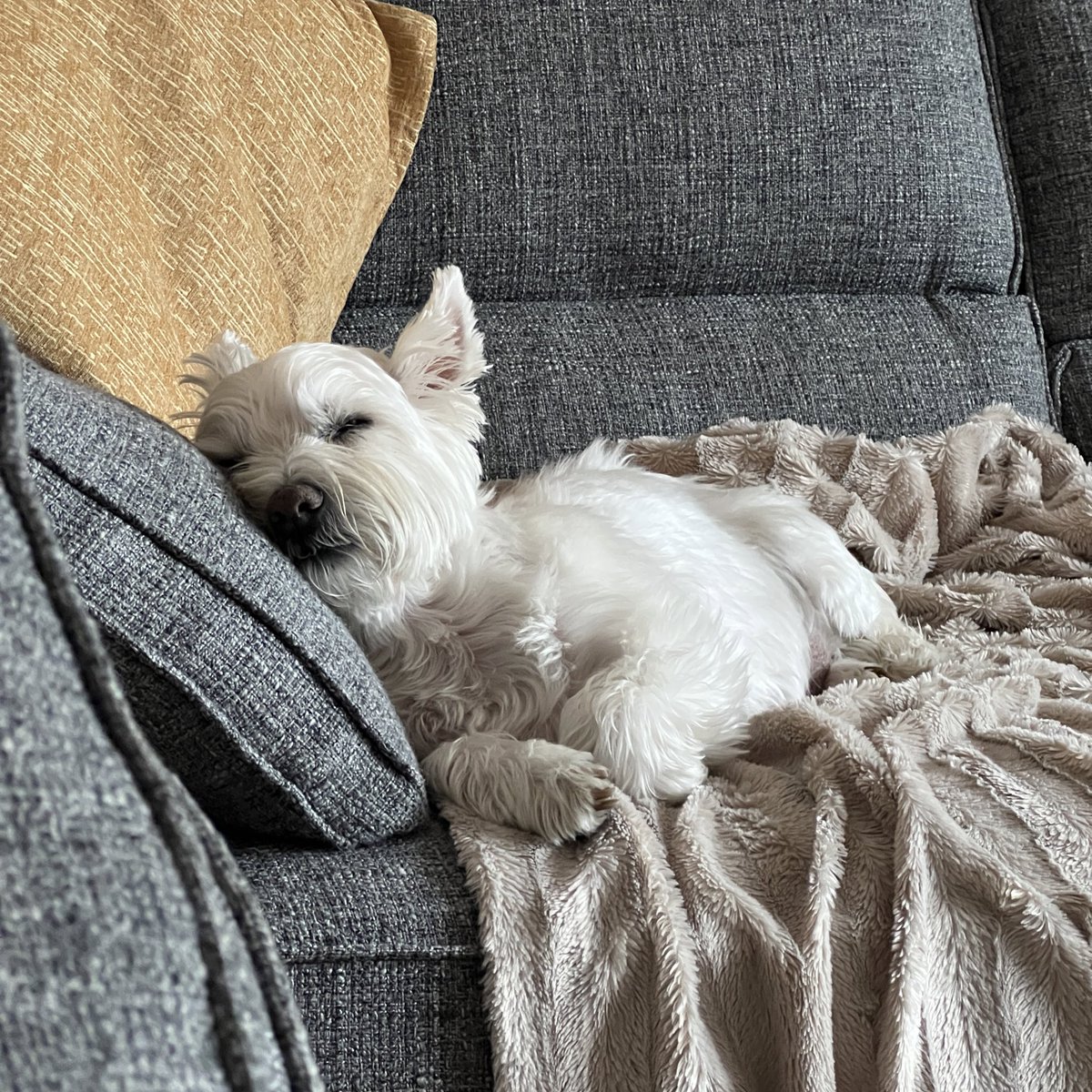 peachishwill's tweet photo. just a boy trying (and failing) to stay awake https://t.co/2uudMqqYAp