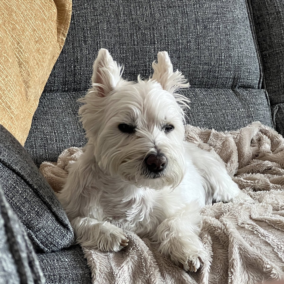 peachishwill's tweet photo. just a boy trying (and failing) to stay awake https://t.co/2uudMqqYAp
