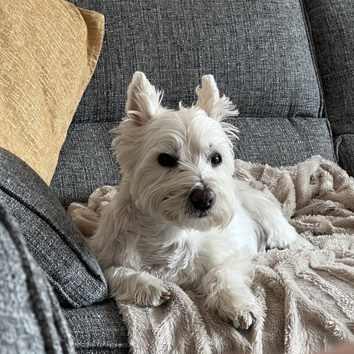 peachishwill's tweet photo. just a boy trying (and failing) to stay awake https://t.co/2uudMqqYAp