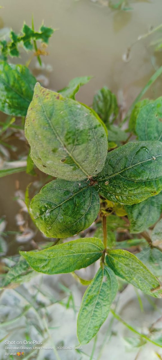samratrakesh_'s tweet photo. Preserve and Cherish the pale blue dot, the only home we've ever known 🌱🌴🌾🪴
#HappyEarthDay2023
#selfcaptured
#pic
#black_gram
#leaves_in_my_field
@YuvaFoundation0 https://t.co/Qf3bVjEwly
