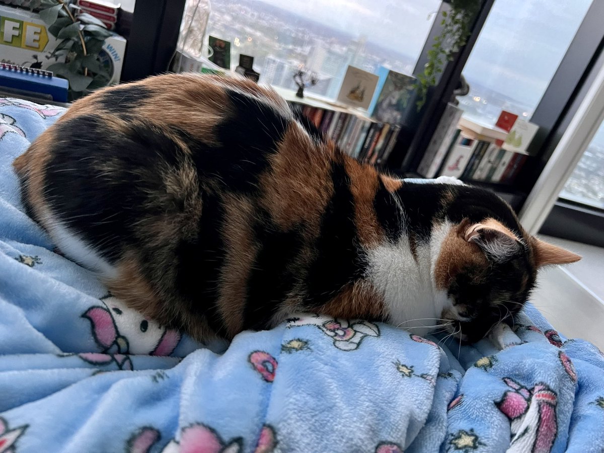 ishadoesnails's tweet photo. @TheOodie  Oodies should come with a cat warning. She won’t give it back 😭 send help https://t.co/VpFMEldUB1