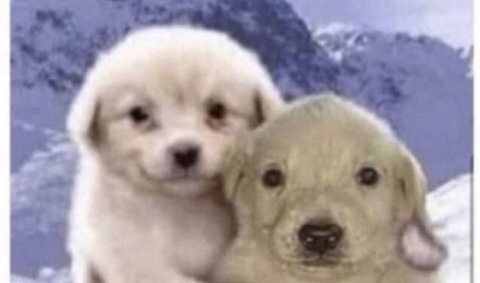 aj *:･✧ tweet media